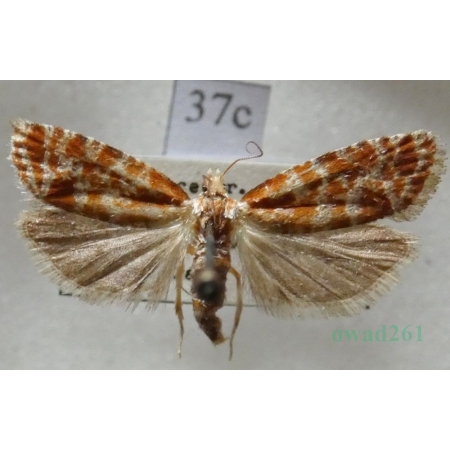 Rhyacionia pinicolana (Doubleday, 1850) Zwójka sosnóweczka Czech37c